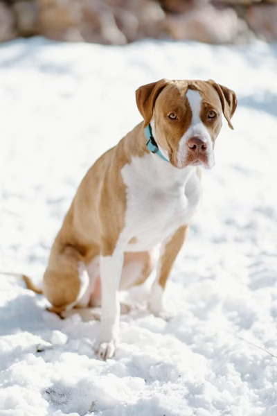 Penny, an adoptable Boxer in Denver, CO, 80223 | Photo Image 5