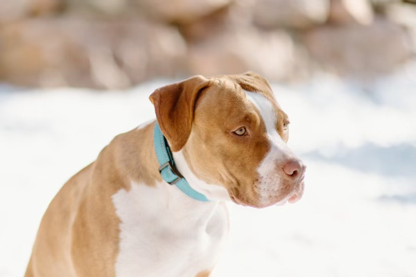 Penny, an adoptable Boxer in Denver, CO, 80223 | Photo Image 6