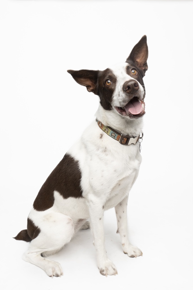 Nettie, an adoptable Australian Cattle Dog / Blue Heeler in Denver, CO, 80223 | Photo Image 1