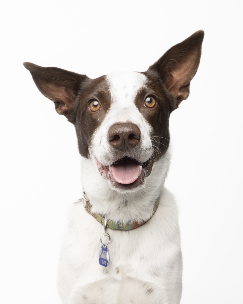 Nettie, an adoptable Australian Cattle Dog / Blue Heeler in Denver, CO, 80223 | Photo Image 2