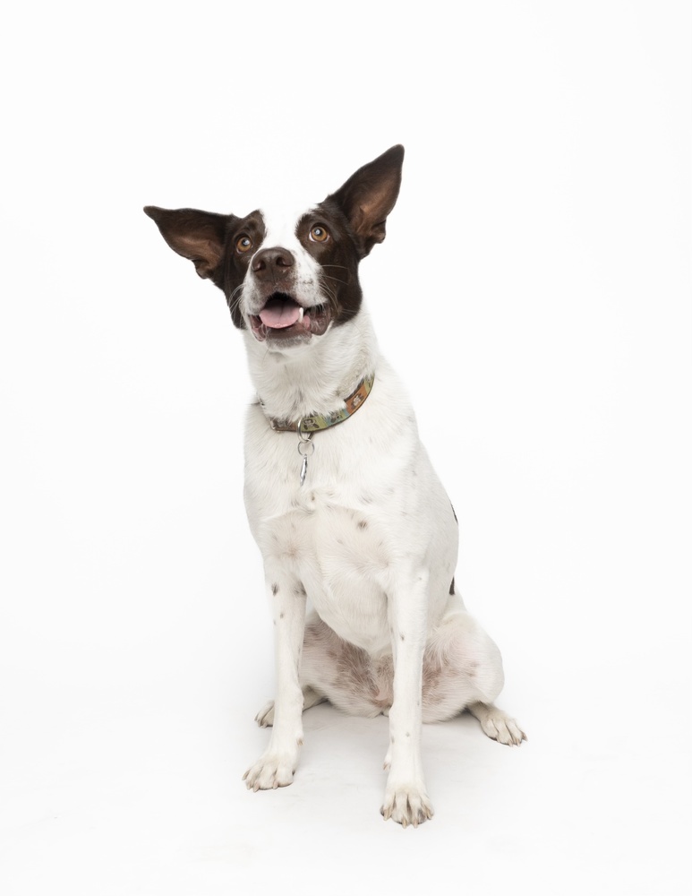 Nettie, an adoptable Australian Cattle Dog / Blue Heeler in Denver, CO, 80223 | Photo Image 3