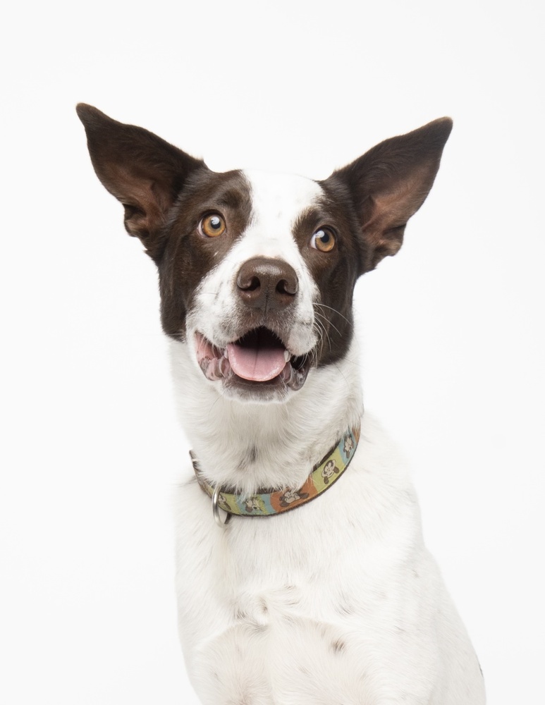 Nettie, an adoptable Australian Cattle Dog / Blue Heeler in Denver, CO, 80223 | Photo Image 4