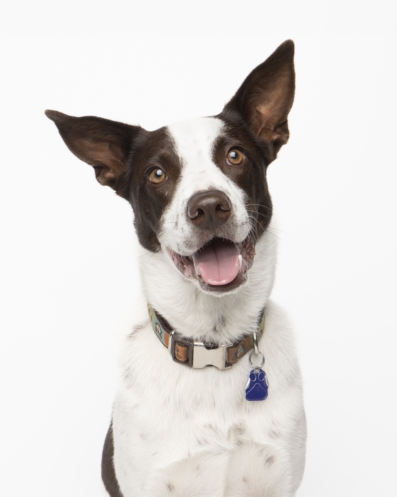 Nettie, an adoptable Australian Cattle Dog / Blue Heeler in Denver, CO, 80223 | Photo Image 5