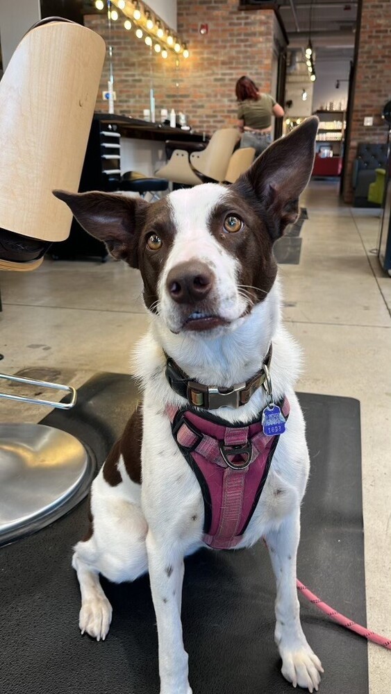 Nettie, an adoptable Australian Cattle Dog / Blue Heeler in Denver, CO, 80223 | Photo Image 6