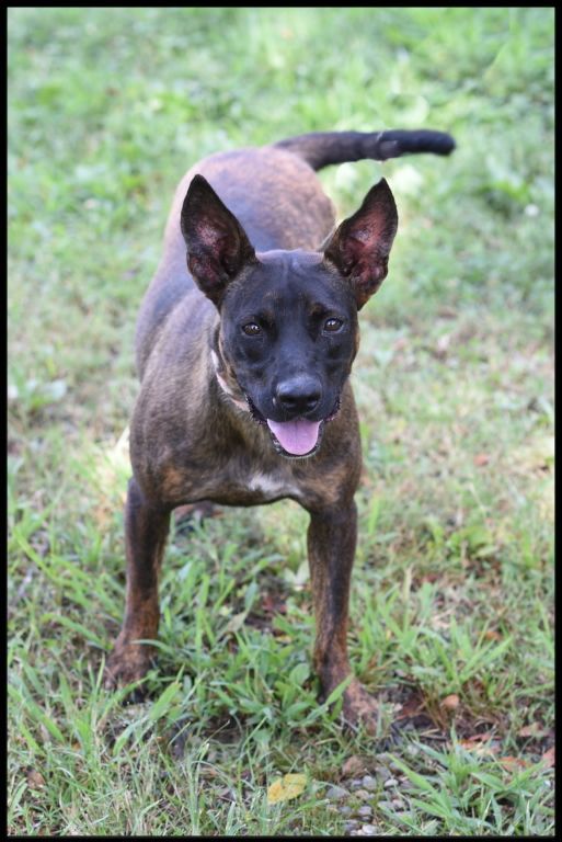 Maya