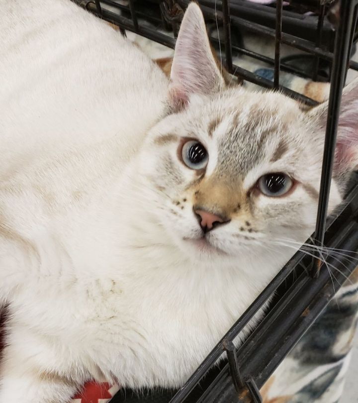 Chervil, an adoptable Siamese Mix in Roseville, MN_image-1