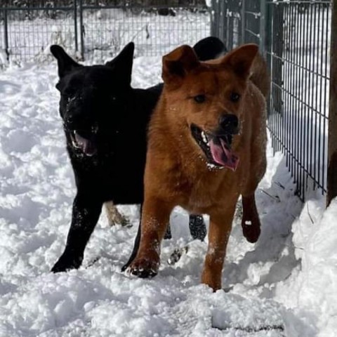 Faith, an adoptable German Shepherd Dog & Chow Chow Mix in Union City, PA_image-1
