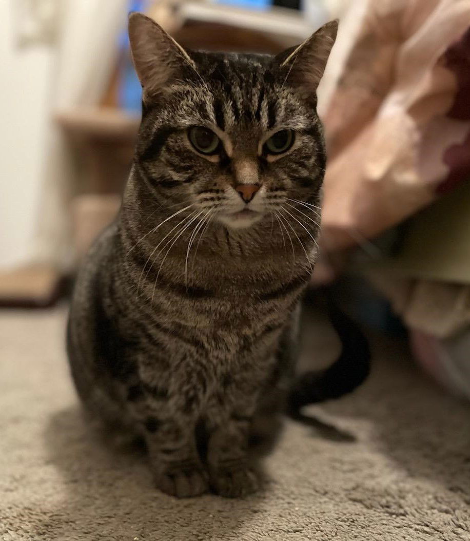 MeiMei, an adoptable Domestic Short Hair, Tabby in Traverse City, MI, 49686 | Photo Image 1