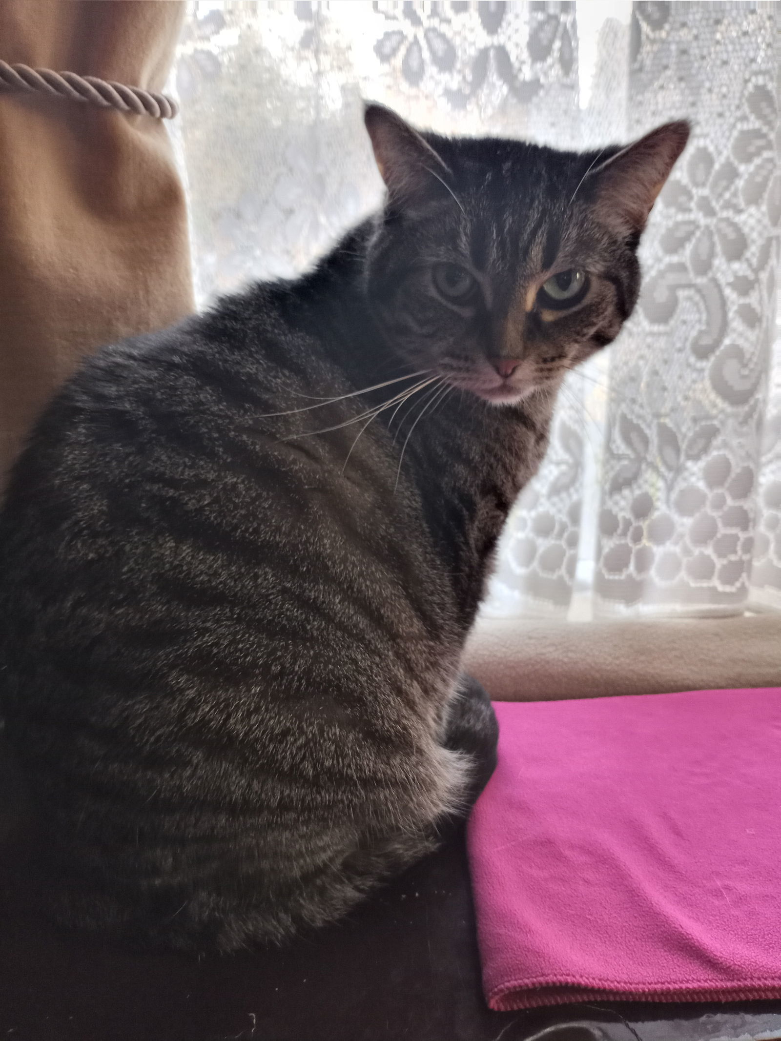 MeiMei, an adoptable Domestic Short Hair, Tabby in Traverse City, MI, 49686 | Photo Image 1