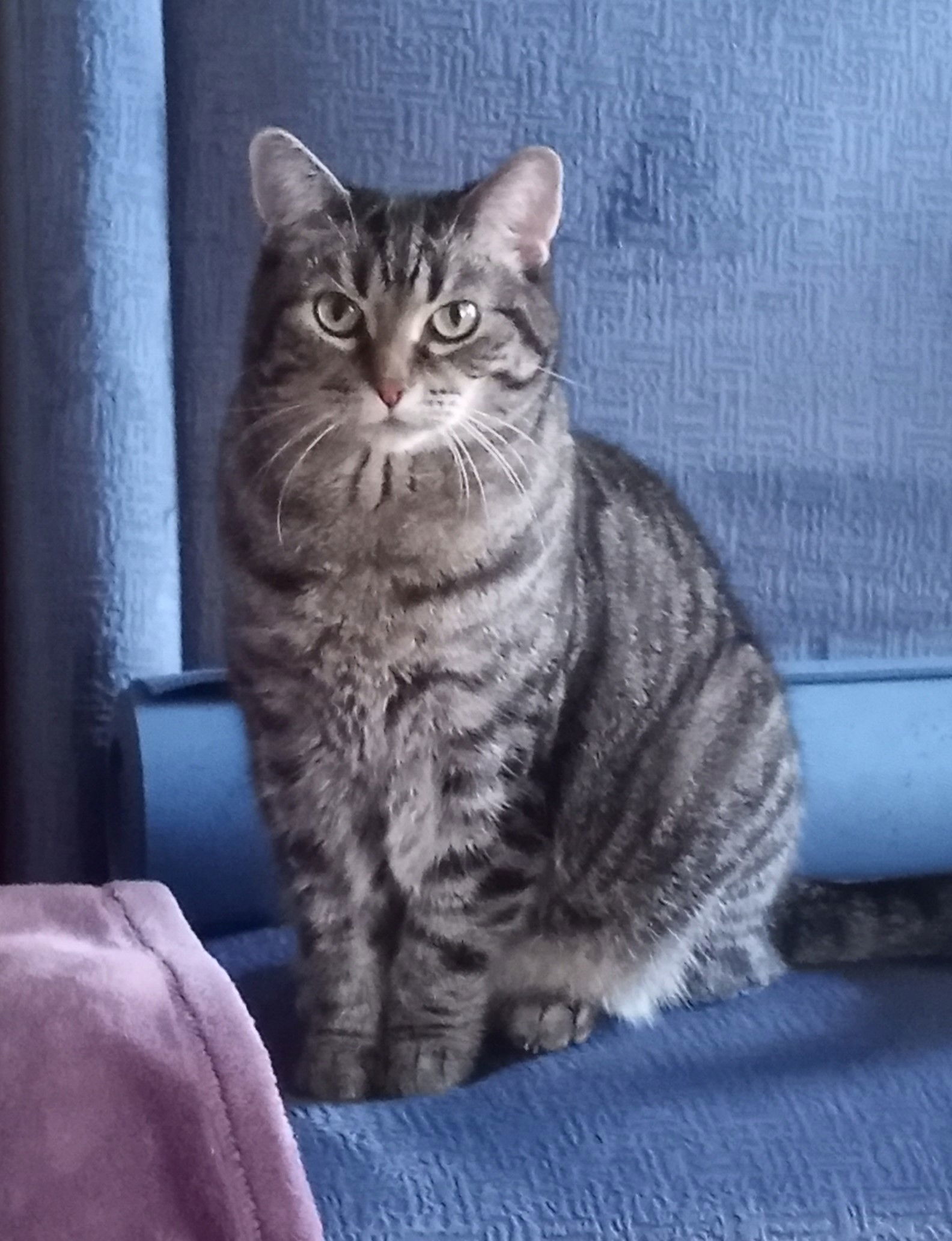 MeiMei, an adoptable Domestic Short Hair, Tabby in Traverse City, MI, 49686 | Photo Image 2