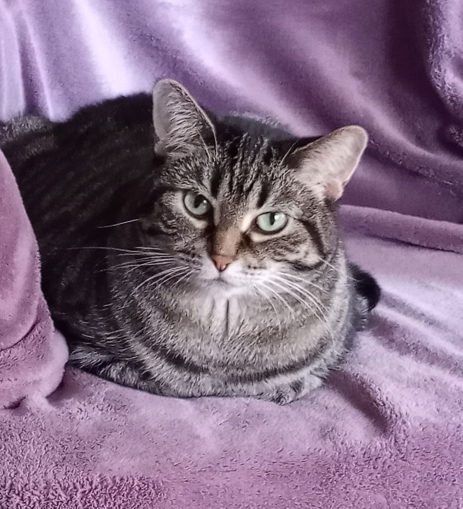 MeiMei, an adoptable Domestic Short Hair, Tabby in Traverse City, MI, 49686 | Photo Image 3