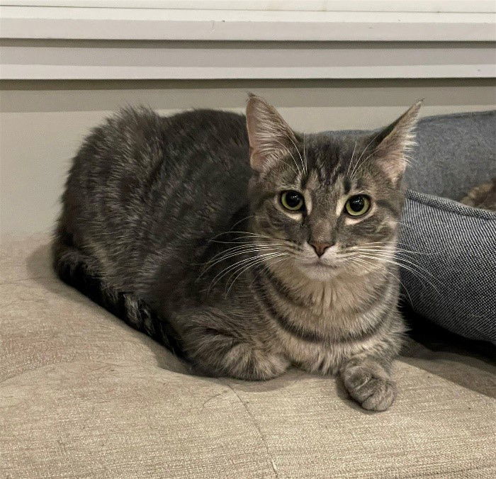 Mugsy, an adoptable Domestic Short Hair, Tabby in Traverse City, MI, 49686 | Photo Image 1