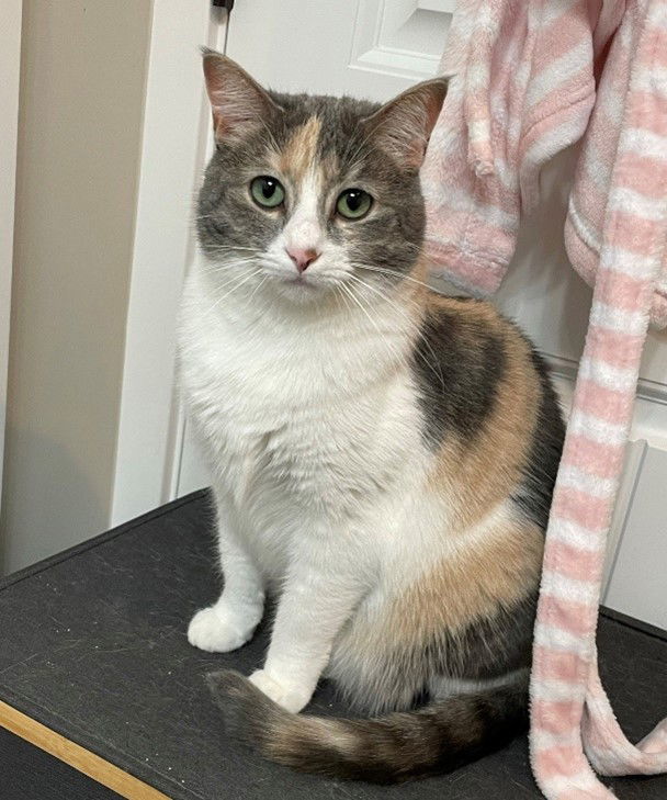 Lexi, an adoptable Domestic Short Hair, Dilute Calico in Traverse City, MI, 49686 | Photo Image 3