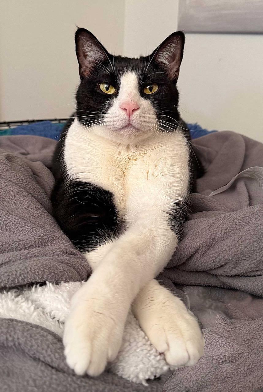 Alfie (Alfalfa), an adoptable Domestic Short Hair in Traverse City, MI, 49686 | Photo Image 1