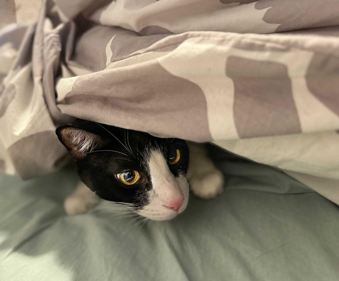 Alfie (Alfalfa), an adoptable Domestic Short Hair in Traverse City, MI, 49686 | Photo Image 2
