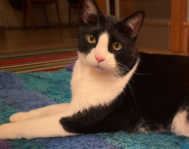 Alfie (Alfalfa), an adoptable Domestic Short Hair in Traverse City, MI, 49686 | Photo Image 3