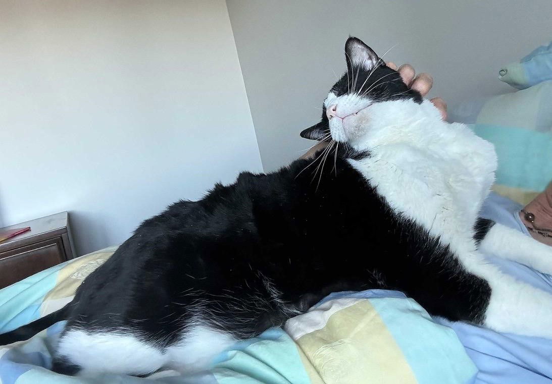 Alfie (Alfalfa), an adoptable Domestic Short Hair in Traverse City, MI, 49686 | Photo Image 3