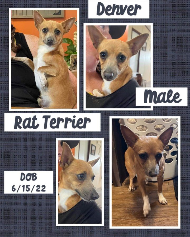 Denver, an adoptable Rat Terrier & Chihuahua Mix in Richmond, RI_image-1