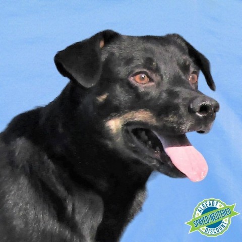 Scrooge, an adoptable Mixed Breed in Las Cruces, NM, 88012 | Photo Image 1