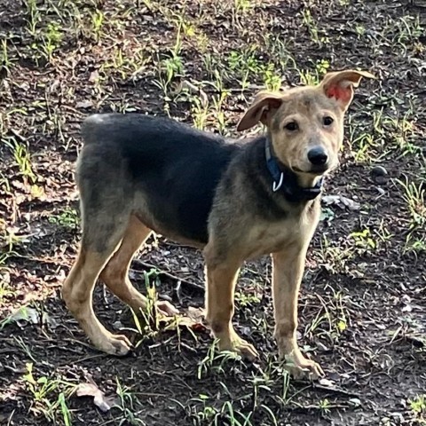 Mickey, an adoptable Shepherd, Labrador Retriever in Wadena, MN, 56482 | Photo Image 5