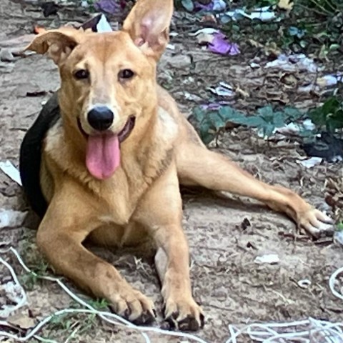 Mickey, an adoptable Shepherd, Labrador Retriever in Wadena, MN, 56482 | Photo Image 5