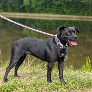 Nerissa 05-0919, Adult Female Labrador Retriever