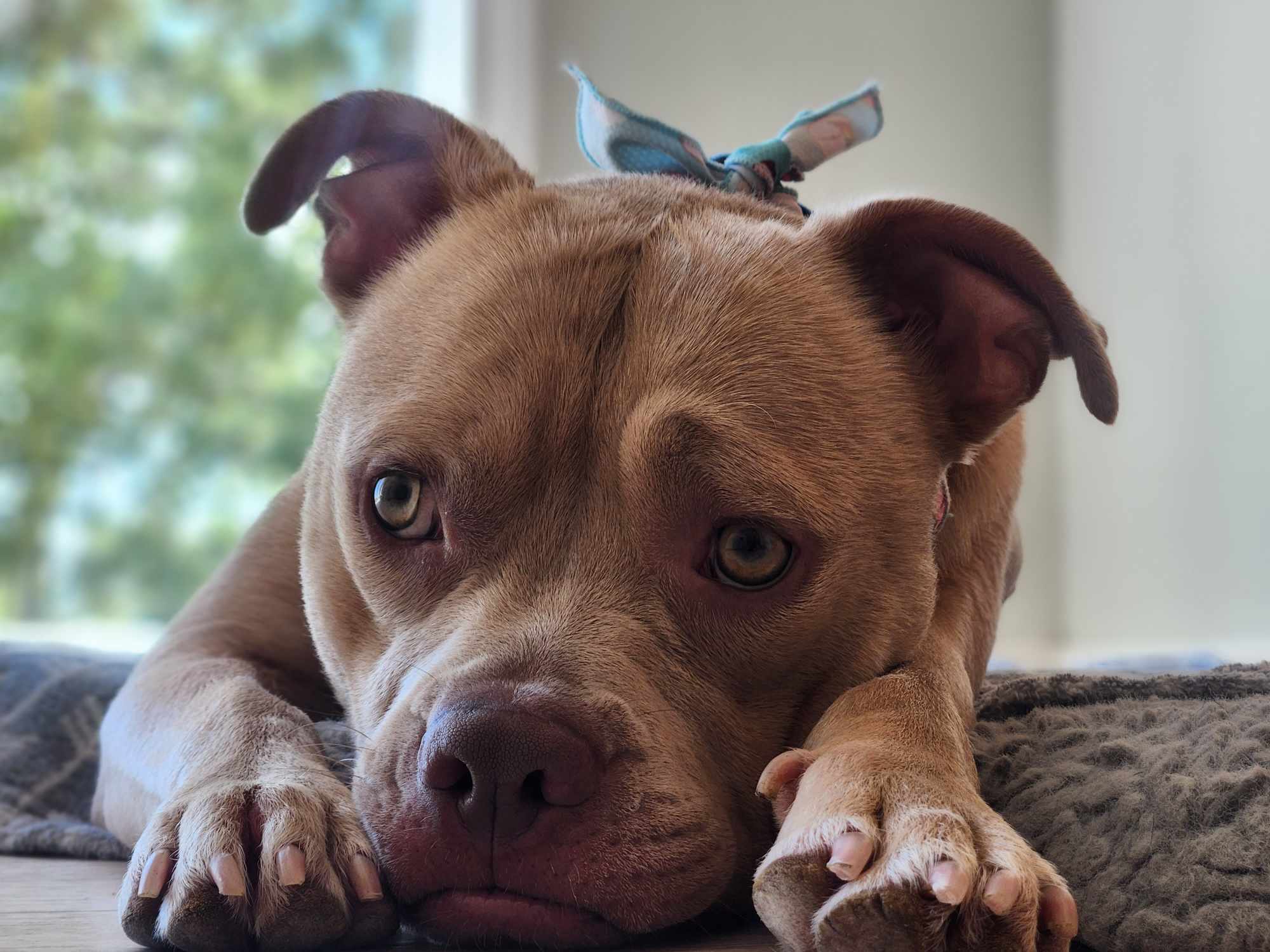 Moose, an adoptable Pit Bull Terrier in Arlee, MT, 59821 | Photo Image 1