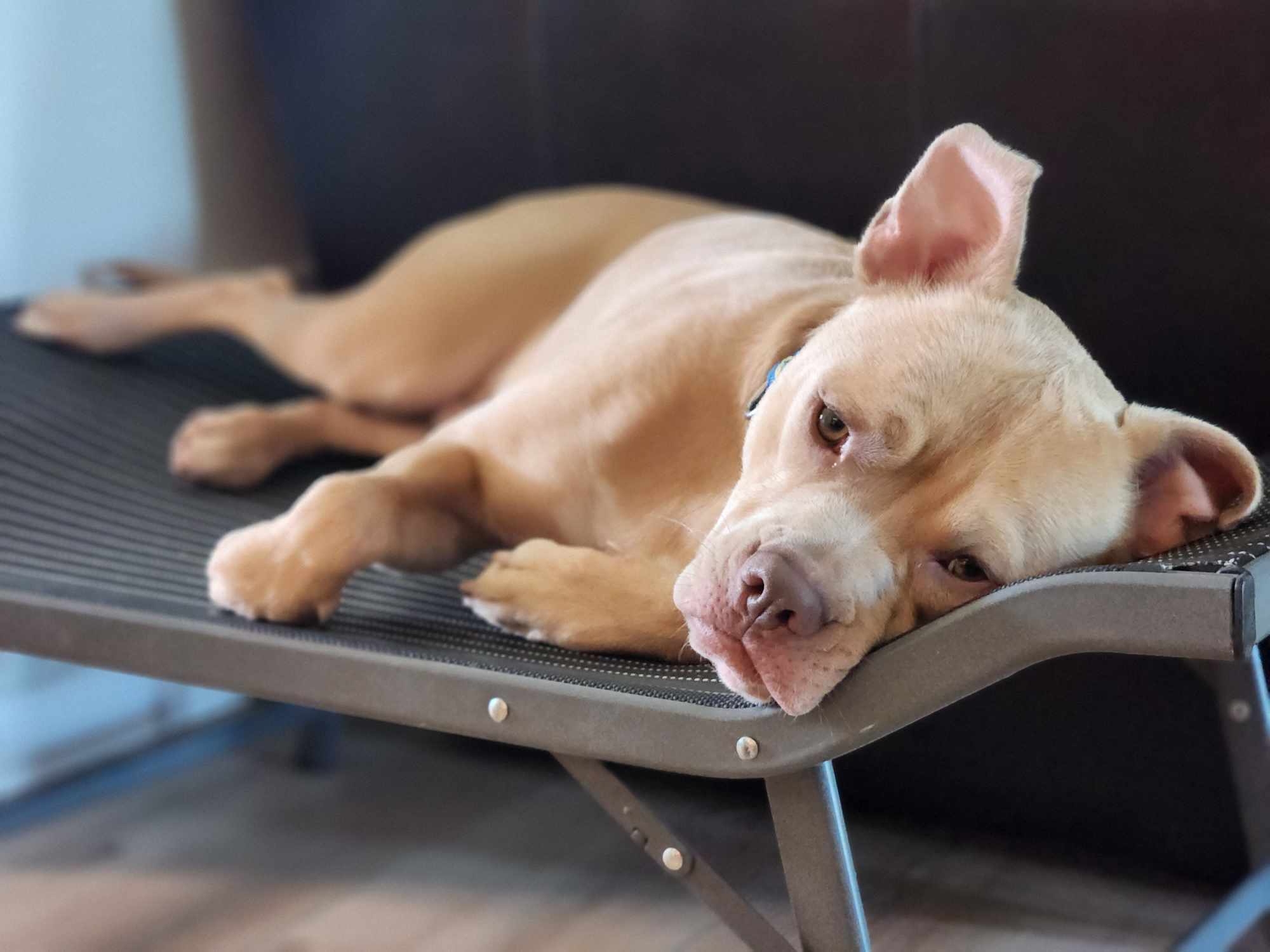 Moose, an adoptable Pit Bull Terrier in Arlee, MT, 59821 | Photo Image 2