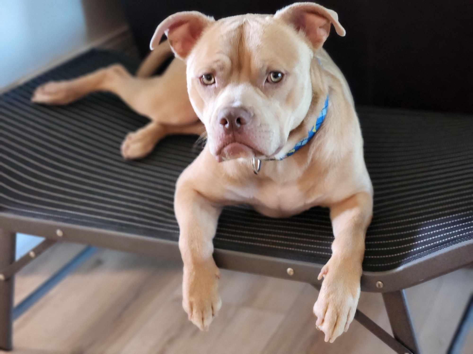 Moose, an adoptable Pit Bull Terrier in Arlee, MT, 59821 | Photo Image 3