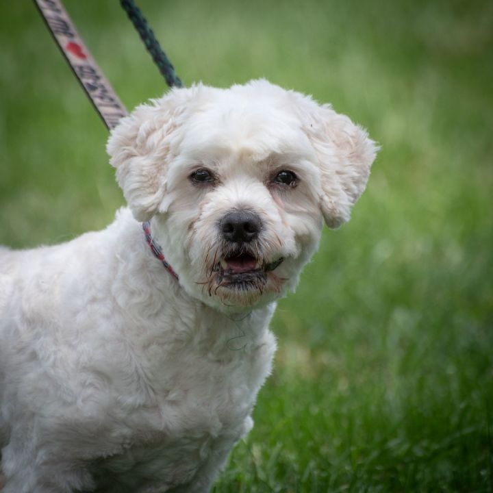 Bichon poodle hot sale terrier mix