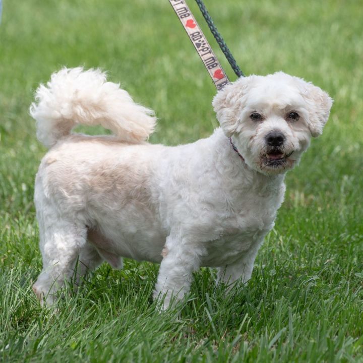 Bichon deals frise petfinder