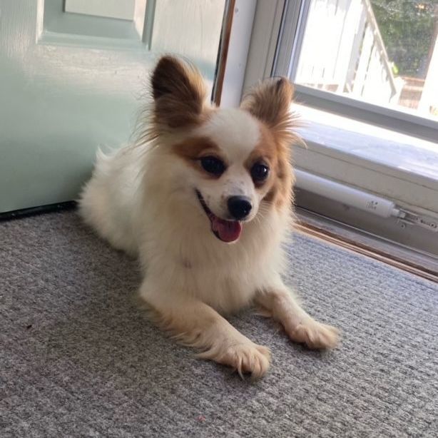 Daphne is Adopted! , an adoptable Papillon in Portland, ME_image-2