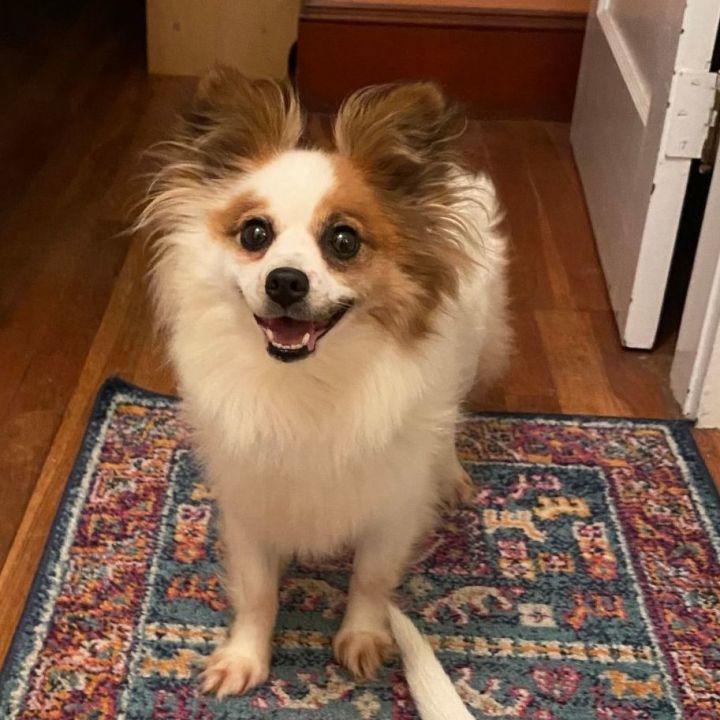Daphne is Adopted!  5