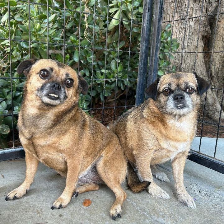 Chihuahua cross hot sale pug