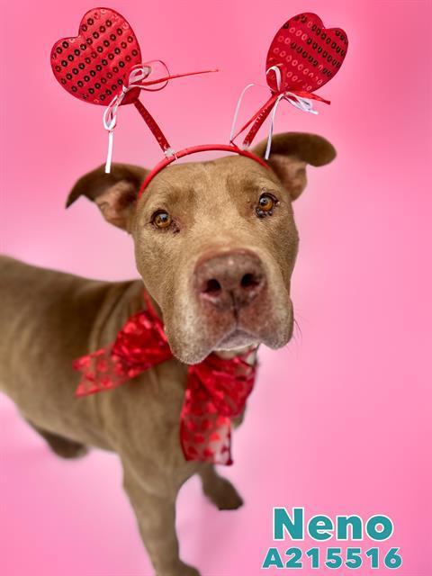 Panhandle pet supply hotsell
