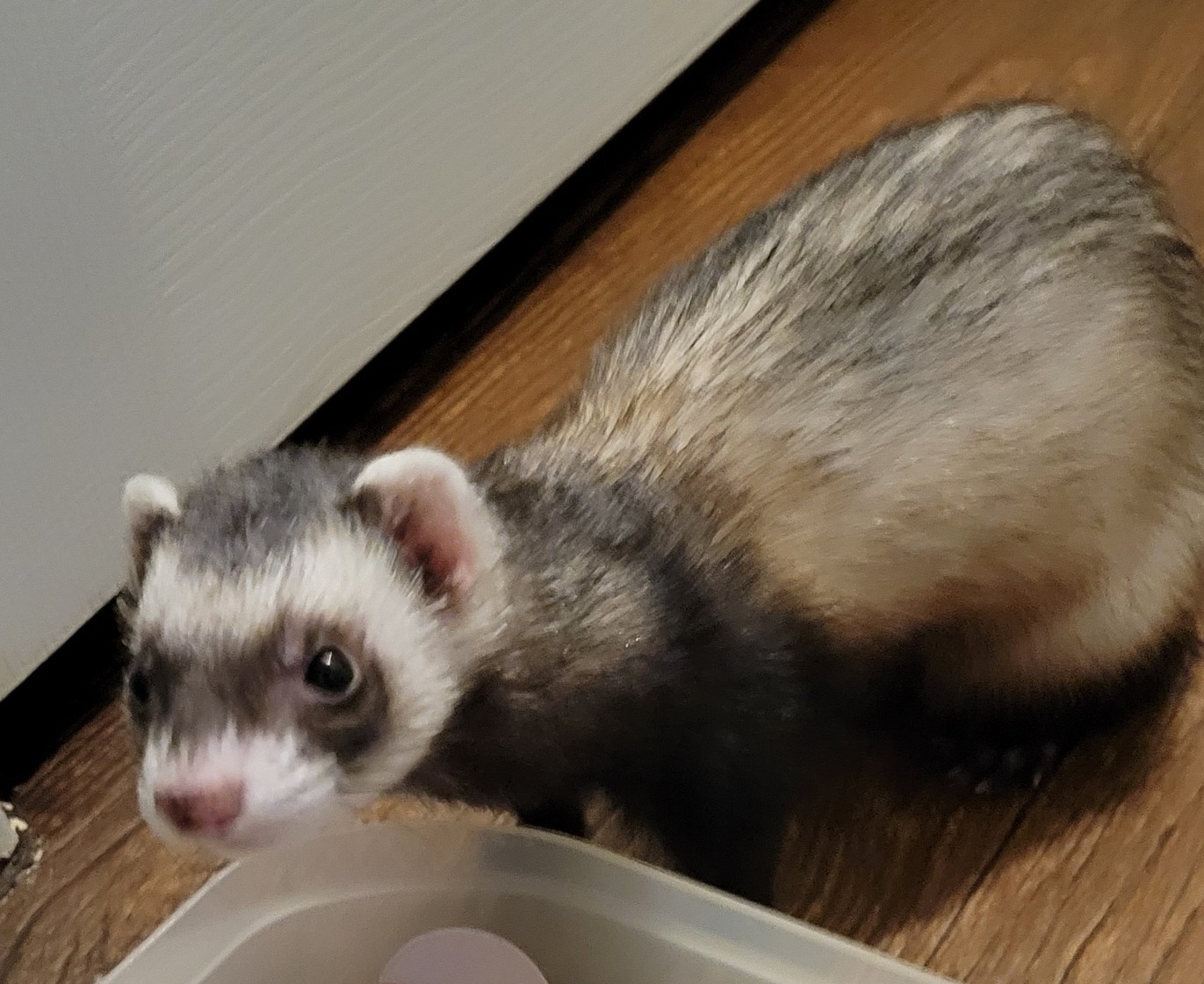 Ferret for adoption Jinx, a Ferret in Acworth, GA Petfinder