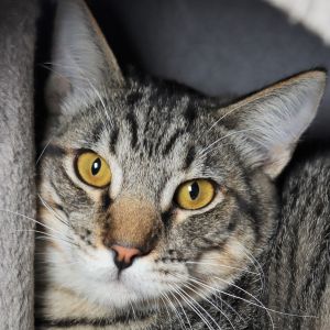 Mungo