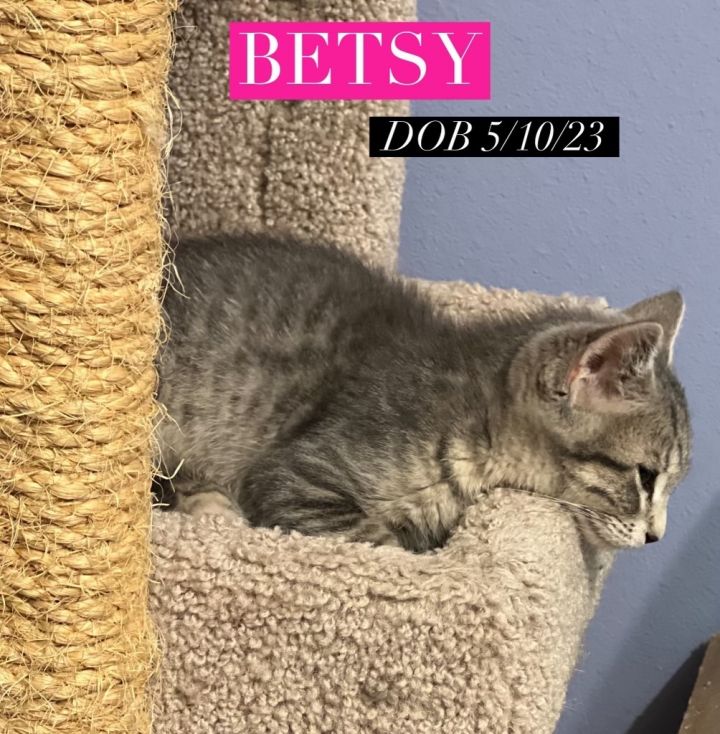 Betsy, an adopted Domestic Short Hair & Tabby Mix in Omaha, NE_image-5