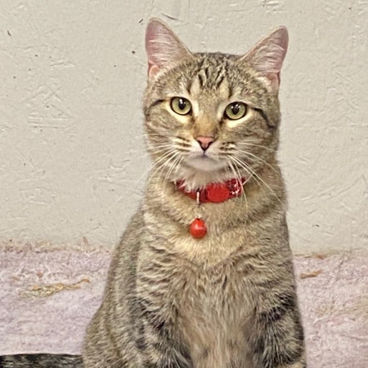 Primrose , an adopted Domestic Short Hair in Oklahoma City, OK_image-3