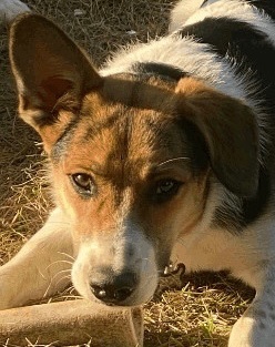 Dog for adoption Norris a Shepherd Hound Mix in Chesterfield