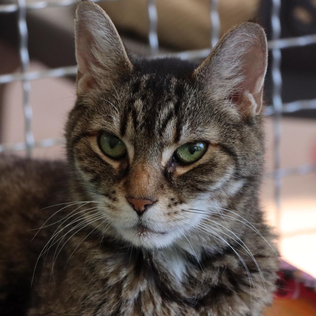 Hercomer, an adoptable Domestic Long Hair in Tucson, AZ, 85711 | Photo Image 1