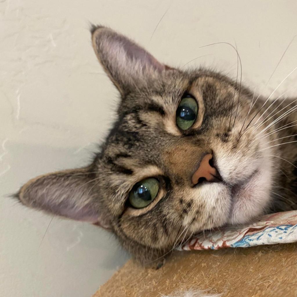 Hercomer, an adoptable Domestic Long Hair in Tucson, AZ, 85711 | Photo Image 2