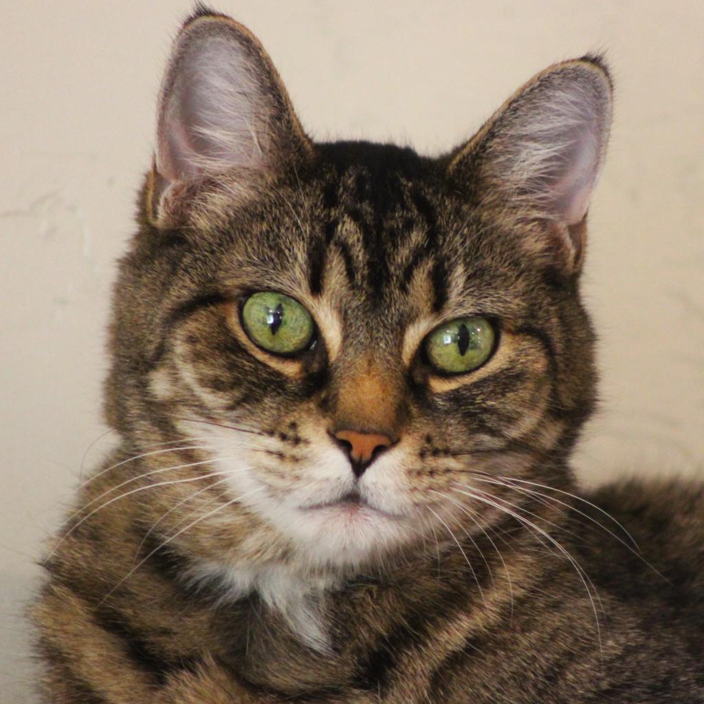 Hercomer, an adoptable Domestic Long Hair in Tucson, AZ, 85711 | Photo Image 3