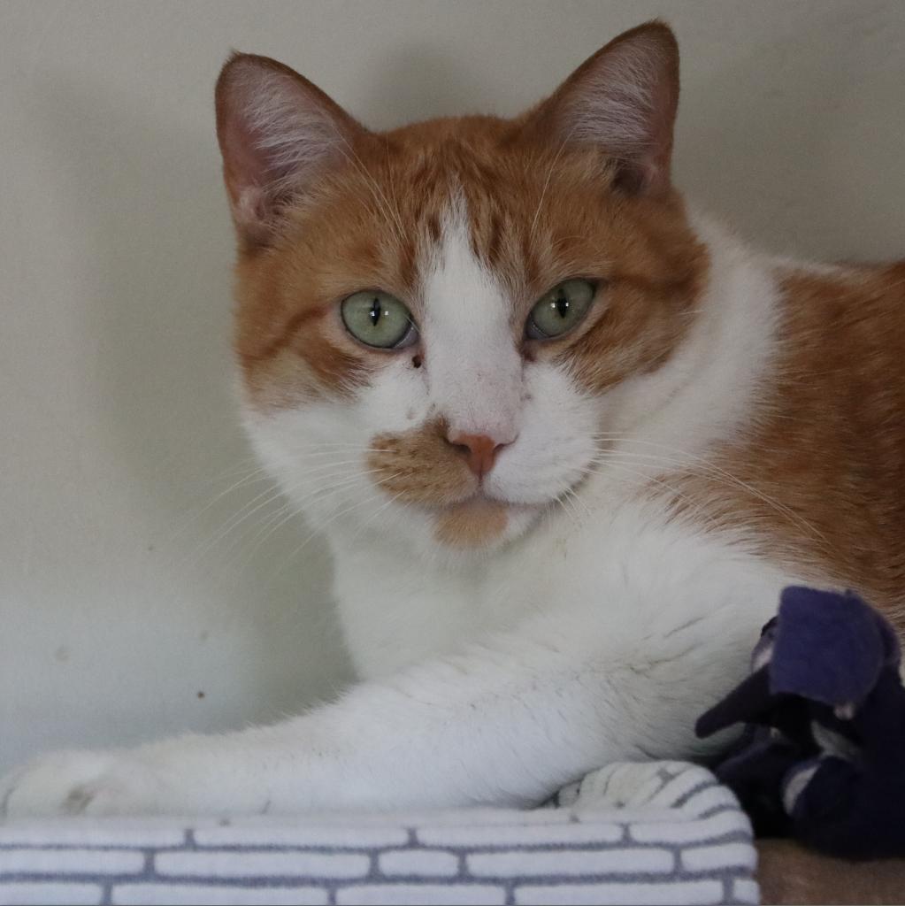 Roary, an adoptable Domestic Short Hair in Tucson, AZ, 85711 | Photo Image 1