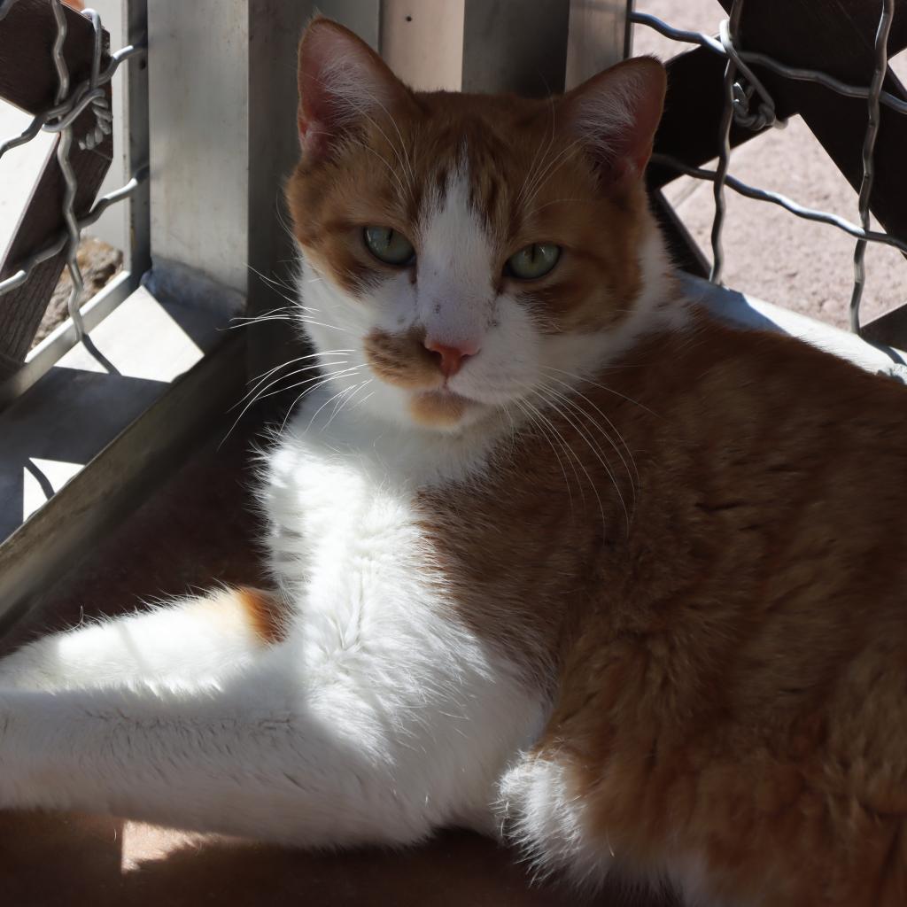 Roary, an adoptable Domestic Short Hair in Tucson, AZ, 85711 | Photo Image 2