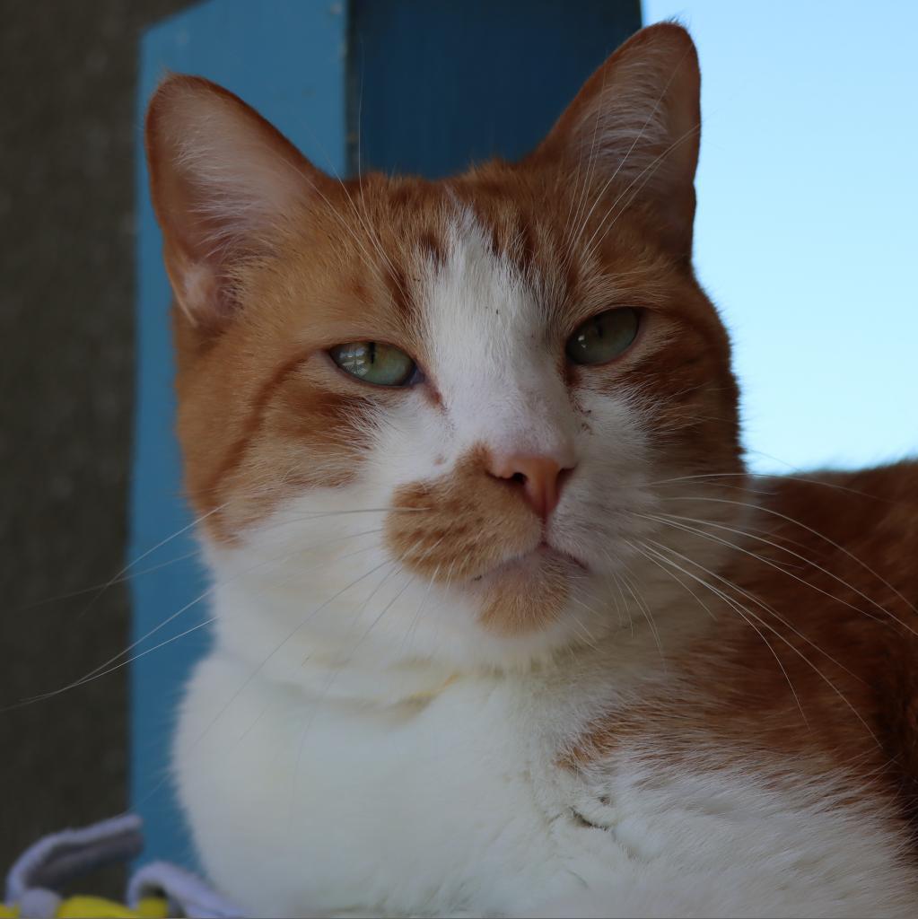 Roary, an adoptable Domestic Short Hair in Tucson, AZ, 85711 | Photo Image 3