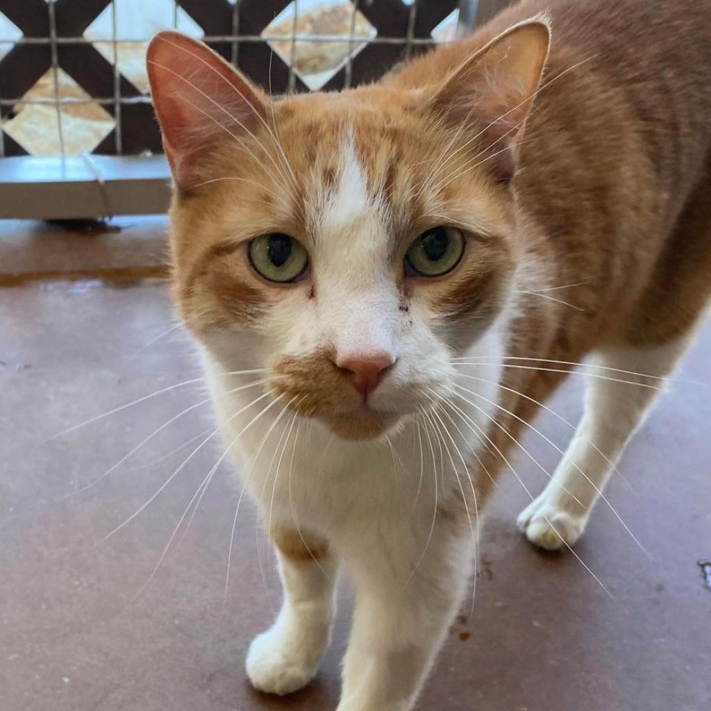 Roary, an adoptable Domestic Short Hair in Tucson, AZ, 85711 | Photo Image 4