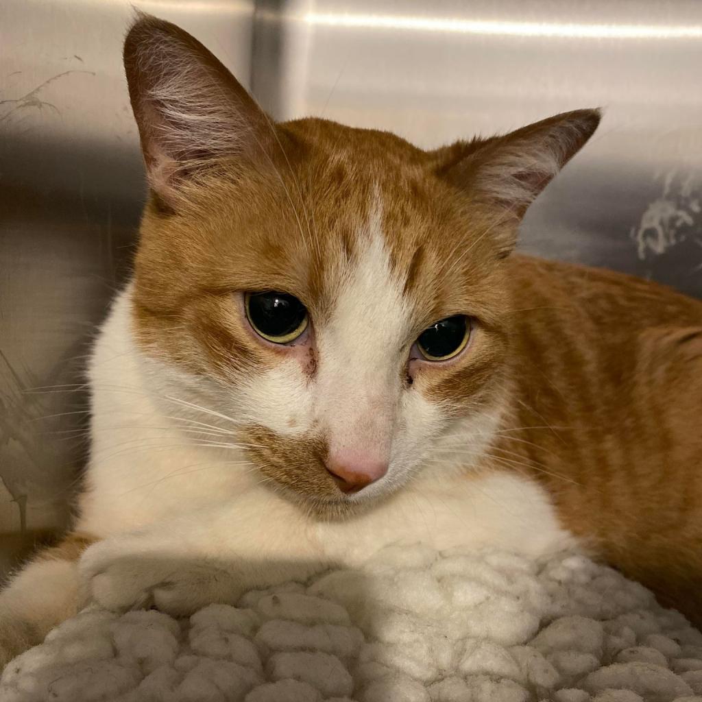 Roary, an adoptable Domestic Short Hair in Tucson, AZ, 85711 | Photo Image 5