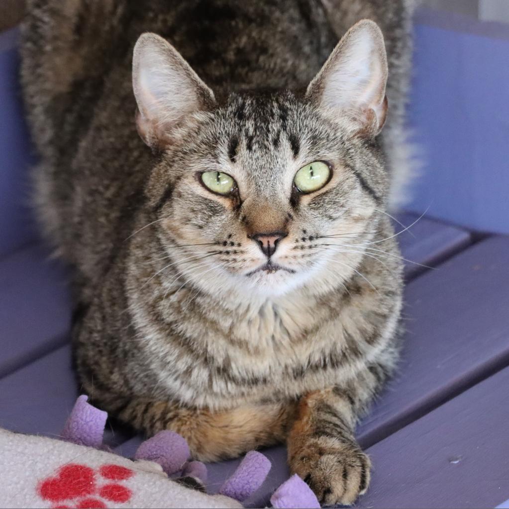 Nami, an adoptable Domestic Short Hair in Tucson, AZ, 85711 | Photo Image 1