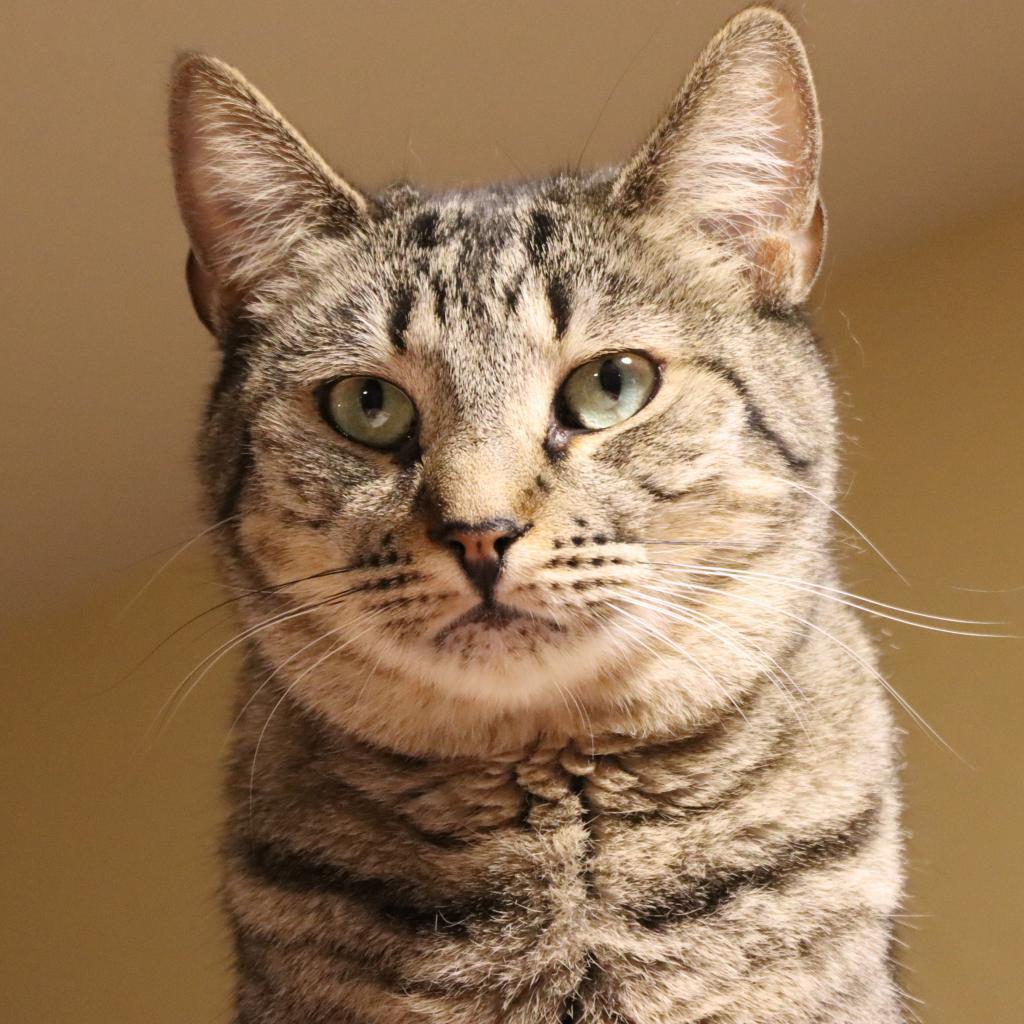 Nami, an adoptable Domestic Short Hair in Tucson, AZ, 85711 | Photo Image 2